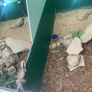 Eastern Water Dragons and Central Bearded Dragon in 'Dragon House'