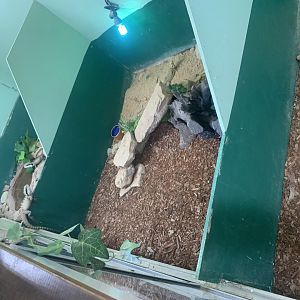 Eastern Water Dragons and Central Bearded Dragon in the 'Dragon House'