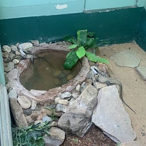Eastern Water Dragons in the 'Dragon House'