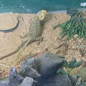 Central Bearded Dragon in the 'Dragon House'
