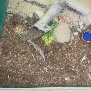 Northern Bluetongued Lizards in the 'Dragon House'