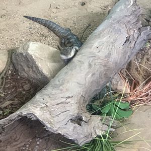 Northern Bluetongued Lizard in the 'Dragon House'