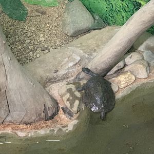 Eastern Longnecked Turtle in the 'Dragon House'