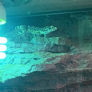 Ornate Dragon in the 'Dragon House'