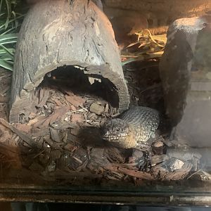 Cunningham's Skink in the 'Dragon House'