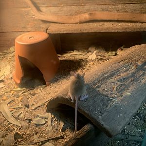 Spinifex Hopping Mice in the 'Dragon House'