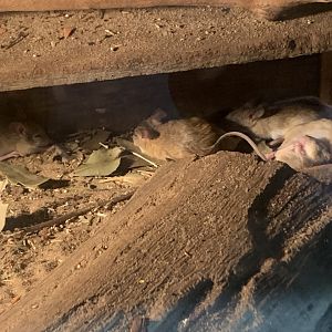 Spinifex Hopping Mice in the 'Dragon House'