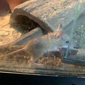 Spinifex Hopping Mouse in the 'Dragon House'