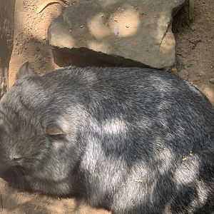 Common Wombat in 1st of about 5 exhibits for Common Wombats at the park