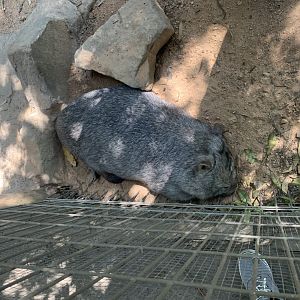 Common Wombat in 1st of about 5 exhibits for Common Wombats at the park