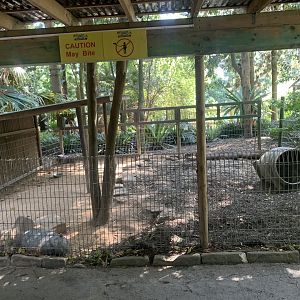 Common Wombat in 1st of about 5 exhibits for Common Wombats at the park