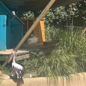 Australian Pelicans