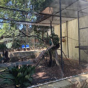Tawny Frogmouth and Ringtailed Possum Exhibit (Possum unsighted)