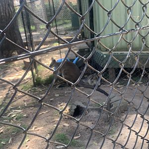 Swamp Wallabies (the one lying down looks fairly young like a joey thats grown a bit)