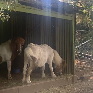 Shetland Ponies