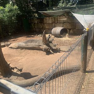 3rd Common Wombat exhibit (next to 2nd one)