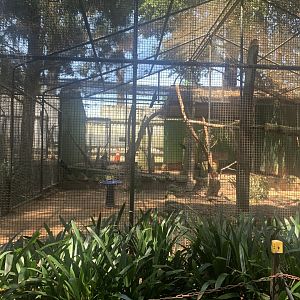 Laughing Kookaburra and Pied Currawong Aviary (birds rescue rehabiliated from injury that can't be released safely)