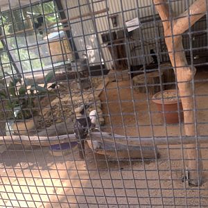 Laughing Kookaburra and Pied Currawongs