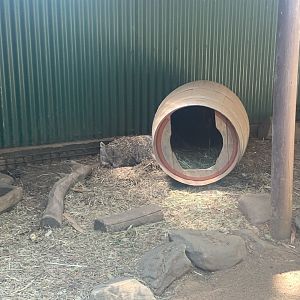 Common Wombat in 4th exhibit for them at the park