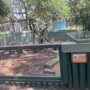Lace Monitor exhibit