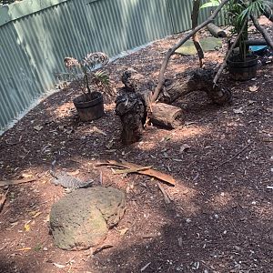 Lace Monitor in its exhibit