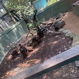 Lace Monitor in its exhibit