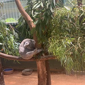 Koala