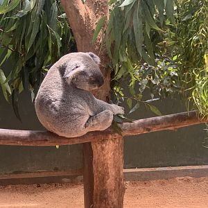 Koala