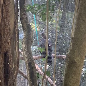 Andre the Wedgetail Eagle