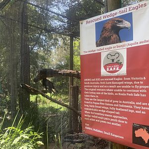 Andre the Wedgetail Eagle