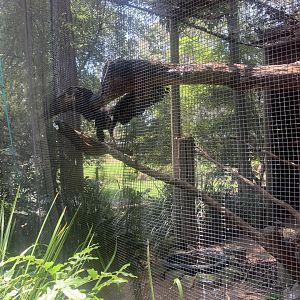 Andre the Wedgetail Eagle