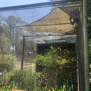 Grey-headed Flying Fox exhibit