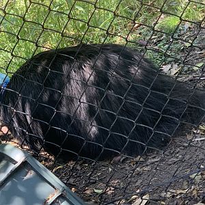 Southern Cassowary in 1st exhibit for them at park