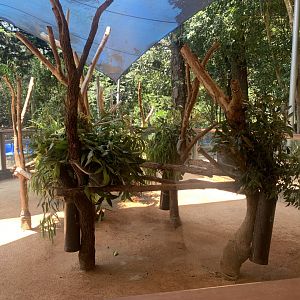 (2nd) Koala exhibit with multiple Koalas in it (visitors can go in with keepers once a day but no public handling of Koalas)