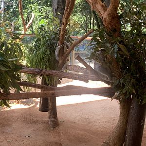 (2nd) Koala exhibit with multiple Koalas in it (visitors can go in with keepers once a day but no public handling of Koalas)