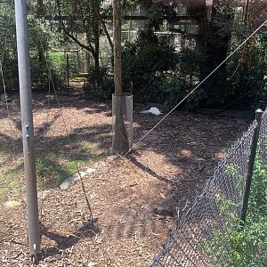 (white-coated/albino) Bennett's Wallaby and exhibit (directly behind the 2nd Koala exhibit)