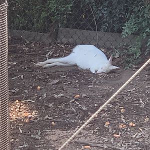 (white-coated/albino) Bennett's Wallaby in exhibit