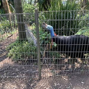 (another) Southern Cassowary in a 3rd exhibit (actually 1 of 3 exhibits next to eachother) adjacent to female Eastern Grey Kangaroo walkthrough