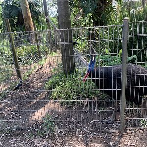 (another) Southern Cassowary in a 3rd exhibit (actually 1 of 3 exhibits next to eachother) adjacent to female Eastern Grey Kangaroo walkthrough