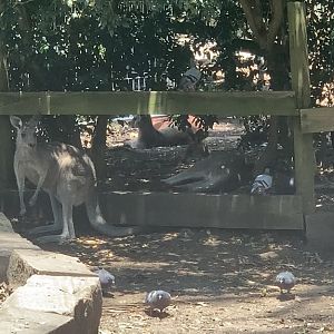 (female) Eastern Grey Kangaroos joined by feral Common Pigeons/Rock Doves in walkthrough exhibit