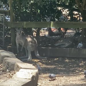 (female) Eastern Grey Kangaroos joined by feral Common Pigeons/Rock Doves in walkthrough exhibit