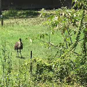Emu in their large exhibit in the park they share with two Alpacas