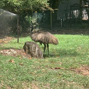 Emu