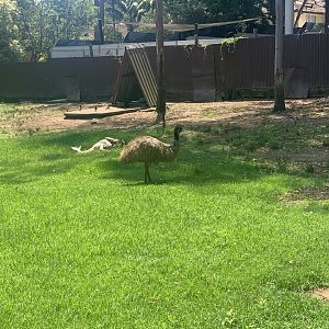 Emu and Alpaca