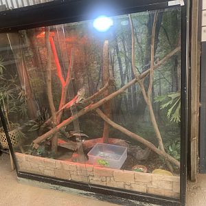 Frill-necked Lizard exhibit (inside the Barn)