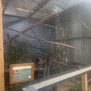 (Golden) {Common} Brushtail Possum exhibit inside the Barn