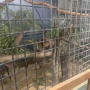 (Golden) {Common} Brushtail Possum (sorry about poor image quality)