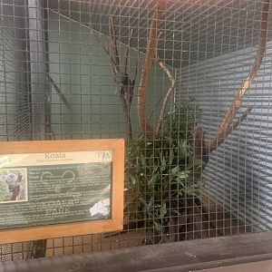 3rd Koala exhibit (1 Koala resident)