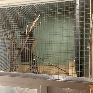 4th Koala exhibit (empty)
