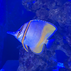 Margined Coralfish (Chelmon marginalis) - Cairns Koalas and Creatures